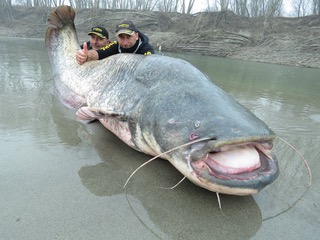 Image result for Mekong Catfish World Record