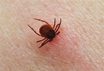 Fleas, Ticks and Mosquitos