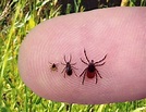 A New Tick-Borne Parasite That Invades Red Blood Cells ...