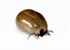 Tick in Close-up Free Stock Photo - Public Domain Pictures