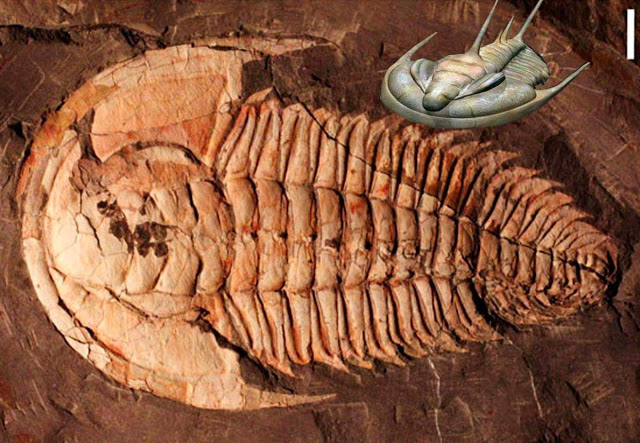 Giant Trilobite Fossil Found on Australia