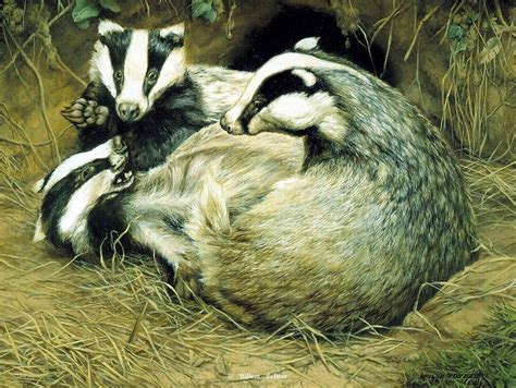 Image result for english badgers