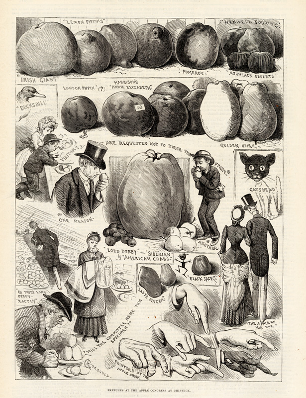 Sketches “from a jocular point of view” at the Apple Congress at Chiswick 20 October 1883 © Illustrated London News Ltd Mary Evans