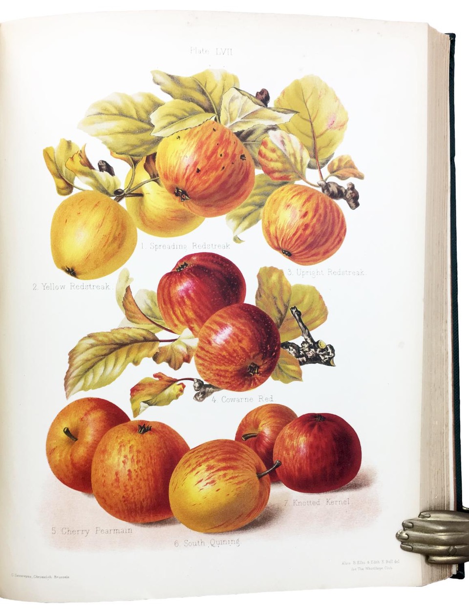 The Herefordshire Pomona, containing figures and descriptions of the most  esteemed kinds of Apples and Pears, Volume 2 only with 77 fine  chromolithographs colored from Nature by Miss Ellis and Miss Bull