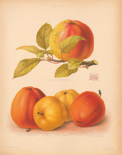 The Herefordshire Pomona - Adam&#39;s Apples