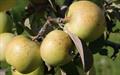 Sweet Coppin cider apple tree
