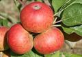 Chisel Jersey cider apple tree