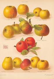 Golden Olden for the Modern Age: New Online Apples & Cider Collection –  Mann Library