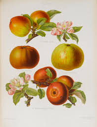 Bonhams : HOGG (ROBERT) and HENRY GRAVES BULL The Herefordshire Pomona,  Containing Coloured Figures and Descriptions of the Most Esteemed Kinds of  Apples and Pears, 2 vol. in one