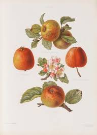 Bonhams : HOGG (ROBERT) and HENRY GRAVES BULL The Herefordshire Pomona,  Containing Coloured Figures and Descriptions of the Most Esteemed Kinds of  Apples and Pears, parts 1-5 (of 7) in 2 vol.