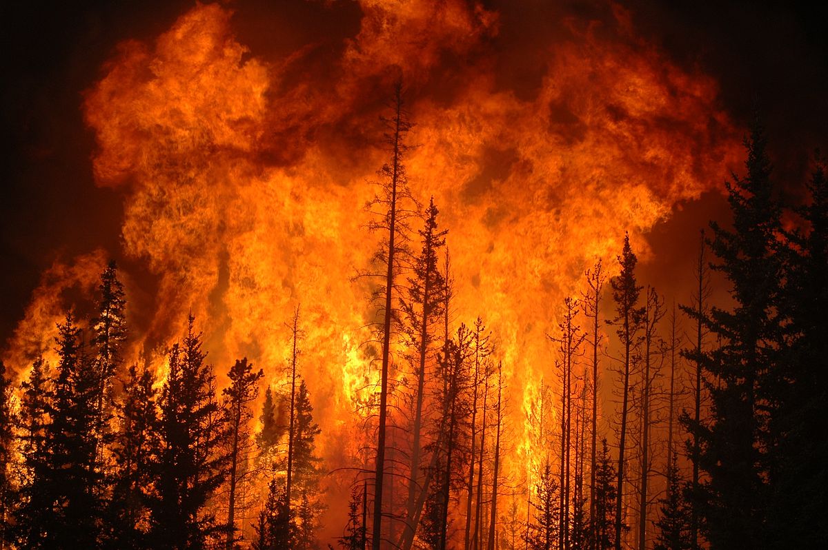 File:Fire-Forest.jpg - Wikimedia Commons
