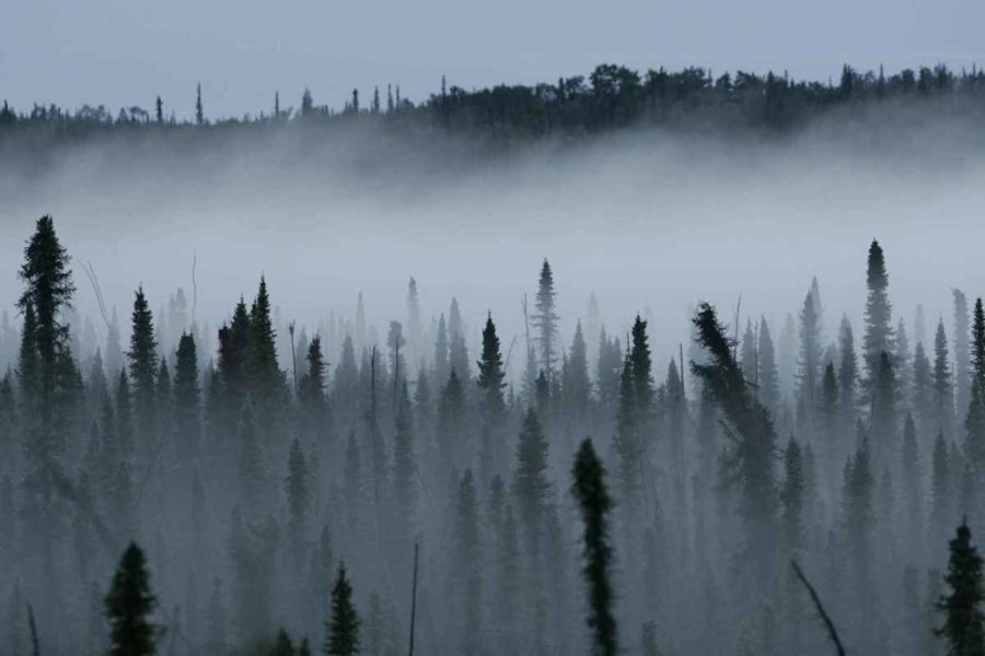 Canada's eastern boreal forest could become a climate change refuge