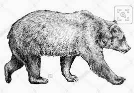 Black and White Bear | Grizzly bear drawing, Bear drawing, Bear sketch