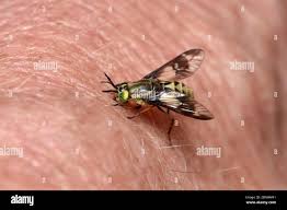 Deer Fly High Resolution Stock Photography and Images - Alamy