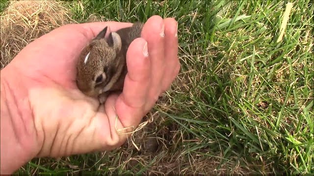 Wild Baby Rabbits in the Yard at the Office - YouTube