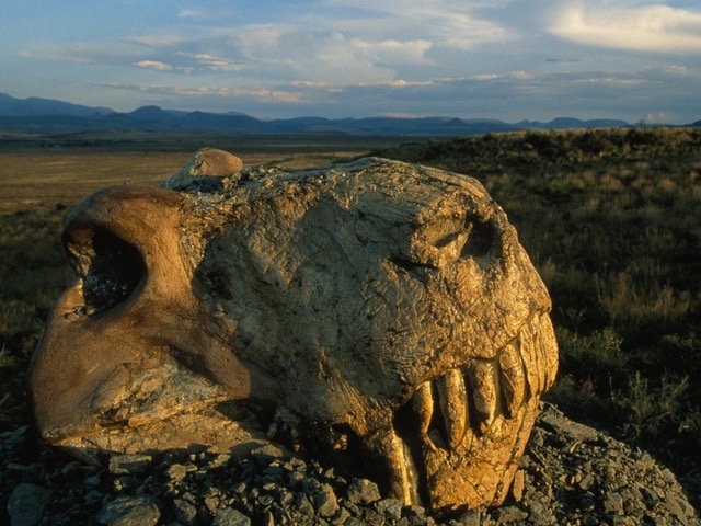 Fossilized Dinogorgon skull