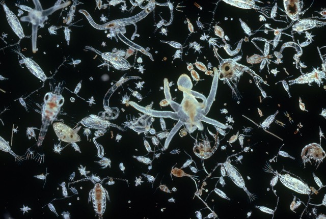 Plankton | National Geographic Society