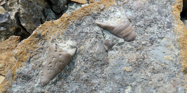 Two solitary rugose coral fossils in a slab of Ordovician limestone from near Cincinnati, Ohio.