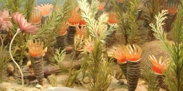 A reconstruction of Ordovician-aged solitary rugose corals on display in a diorama at the American Museum of Natural History in New York City.