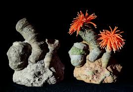 Horn Coral Action Figure - General Fossil Discussion - The Fossil Forum