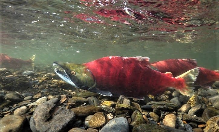 Sockeye salmon | U.S. Geological Survey