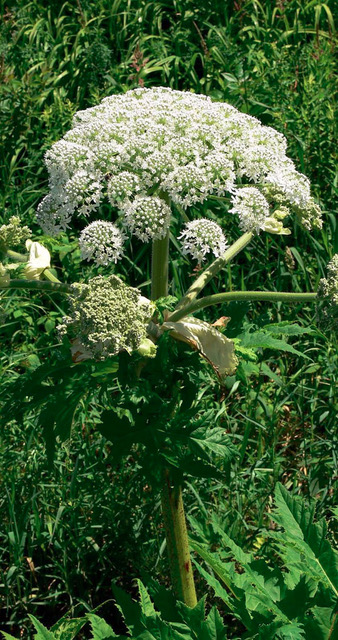Giant hogweed stalk and flower clusters.