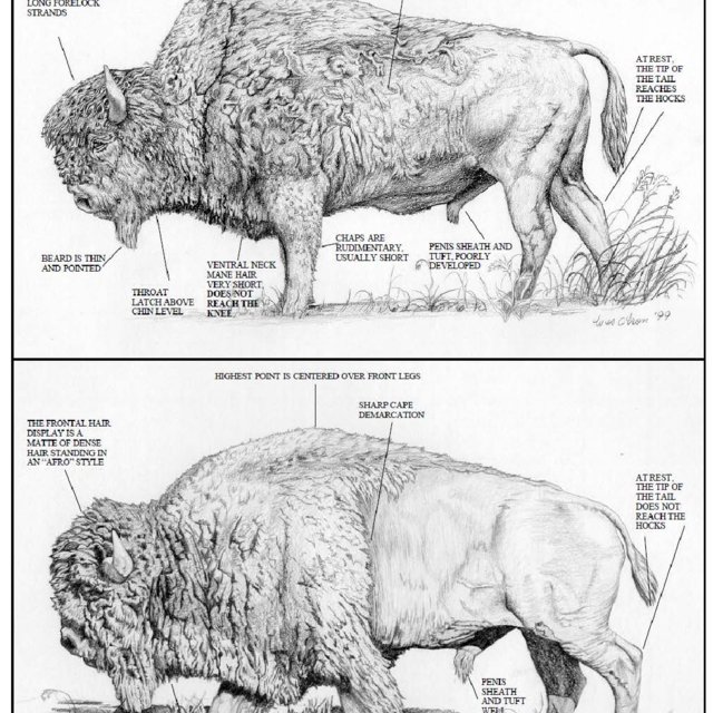 Key morphological differences between mature Wood Bison (top) and... |  Download Scientific Diagram