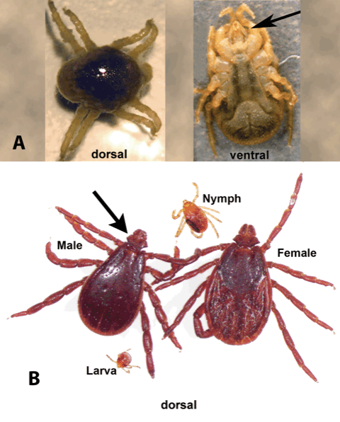 Canine Arthropods: Mites and Ticks – Recommendations from the Companion  Animal Parasite Council | Today's Veterinary Practice