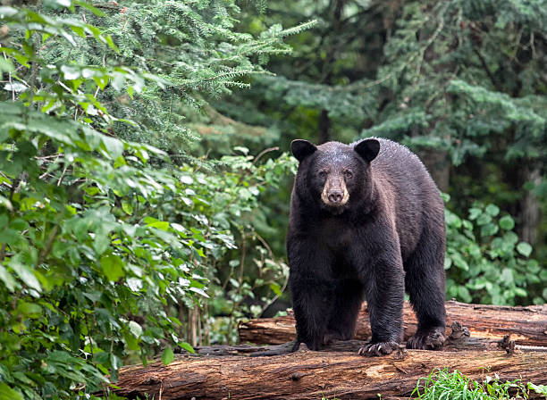 4,610 American Black Bear Stock Photos, Pictures & Royalty-Free Images -  iStock