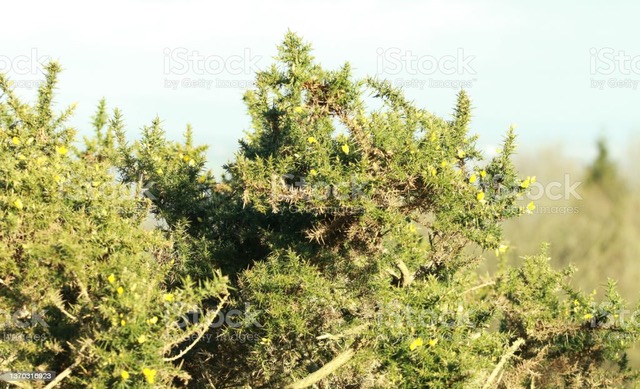 gorse bush with prickly leaves a gorse bush with prickly leaves and yellow flowers in the sun Beauty Stock Photo