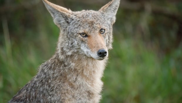 Oshawa may educate residents on coyotes after 2 recent attacks on children  | CBC News