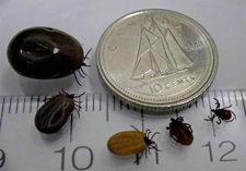 5 ticks on a ruler and surrounding a dime. They range in size from about 3 millimeters long to about half the size of the dime.