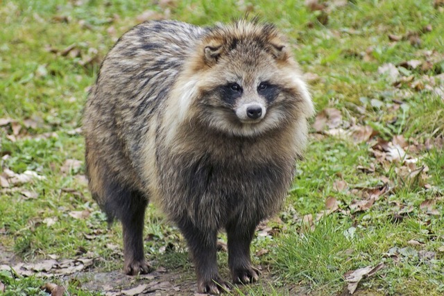 Untold story: That time when Asian raccoon dogs nearly invaded Minnesota -  Duluth News Tribune | News, weather, and sports from Duluth, Minnesota