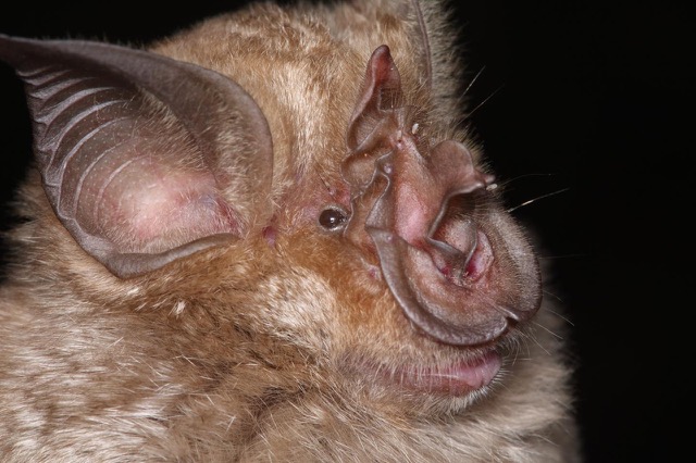 There are way more species of horseshoe bats | EurekAlert!