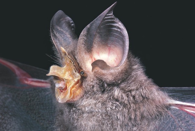 Large-eared Horseshoe Bat - The Australian Museum