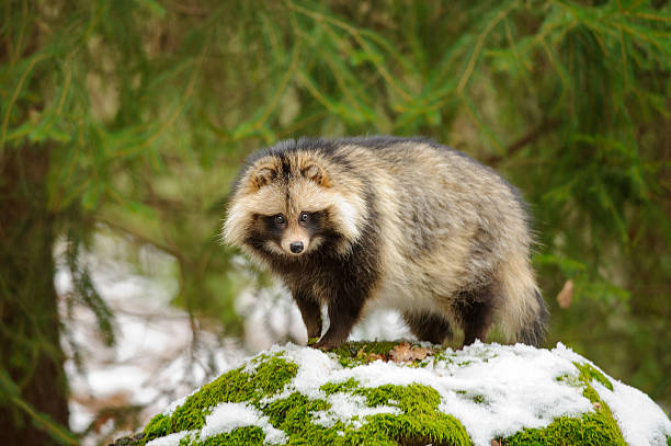 1,149 Raccoon Dog Stock Photos, Pictures & Royalty-Free ...