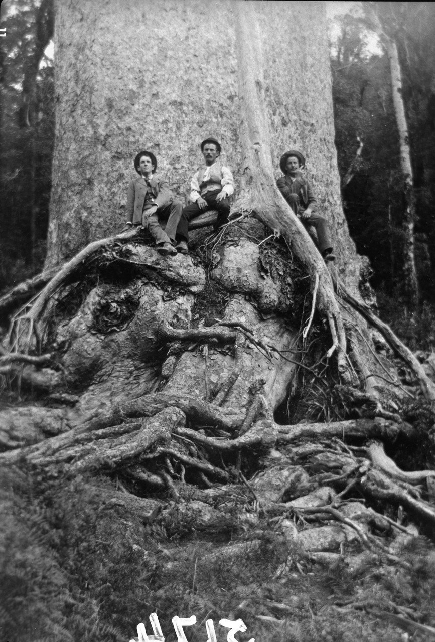 Kauri logging in Waitākere Ranges