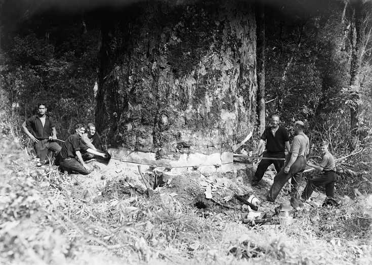 Kauri Logging | Old photos, Historical, New zealand