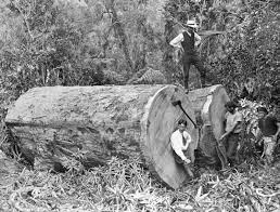 Two large kauri logs in the bush. - Photographs - Kura