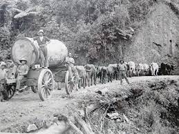 Historical New Zealand Photograph of Kauri Logging Hokianga – French  Originals