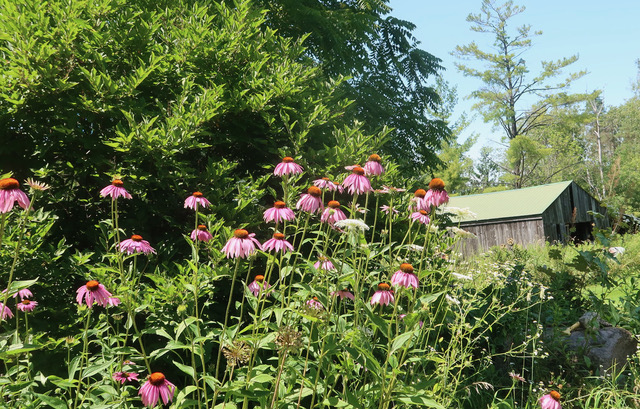 EPISODE  1088  QUEEN ANNE’S LACE FIGHTS FOR THE SUN AND WINS