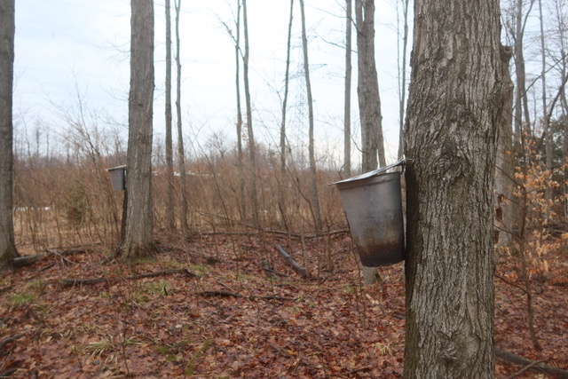 EPISODE 1,505: SAP COLLECTING 2026: JUST TO GIVE THE REGULAR TREES A REST.