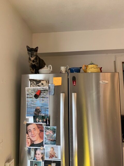 EPSODE 1054     CHELSEA BUN — OUR FEREL CAT—OM THE REFRIGERATOR