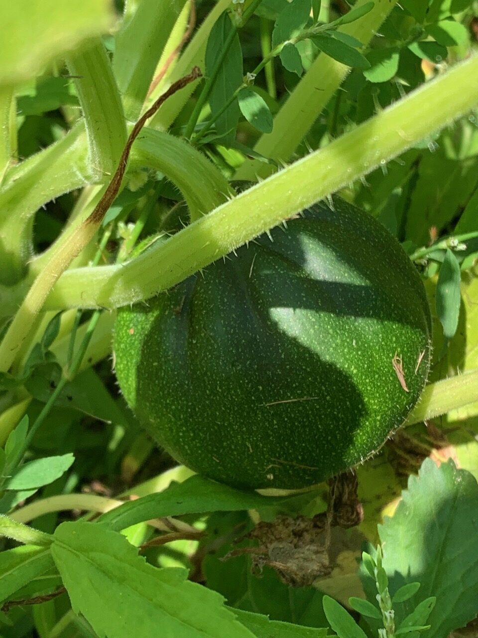 EPISODE 1089:   Marjorie captjres the last day of July in 2024