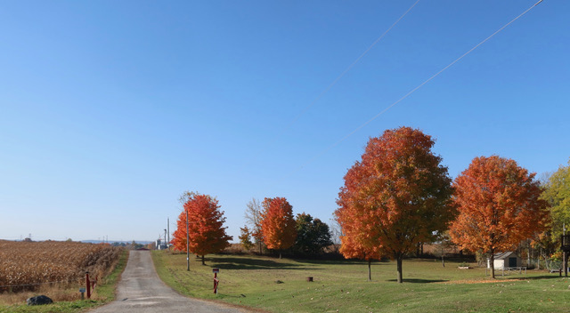 EPISODE 1,174:   THE LEAVES ARE MAGNIFICENT RIGH TNOW