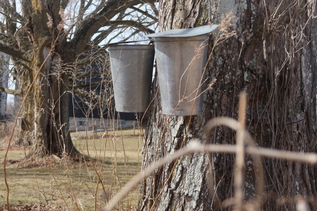 EPISODE 1,342 –SAP AND SUNSHINE…MAPLE SYRUP IS STOLEN SUNSHINE….MARCH 20 2025