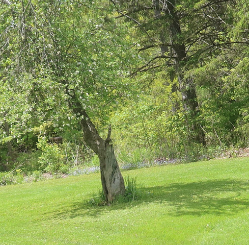 Fwd: EPISODE 1,409:  EDWARD FREEMAN: HEAD GARDENER: THE LAST APPLE TREE   1916? – 2025